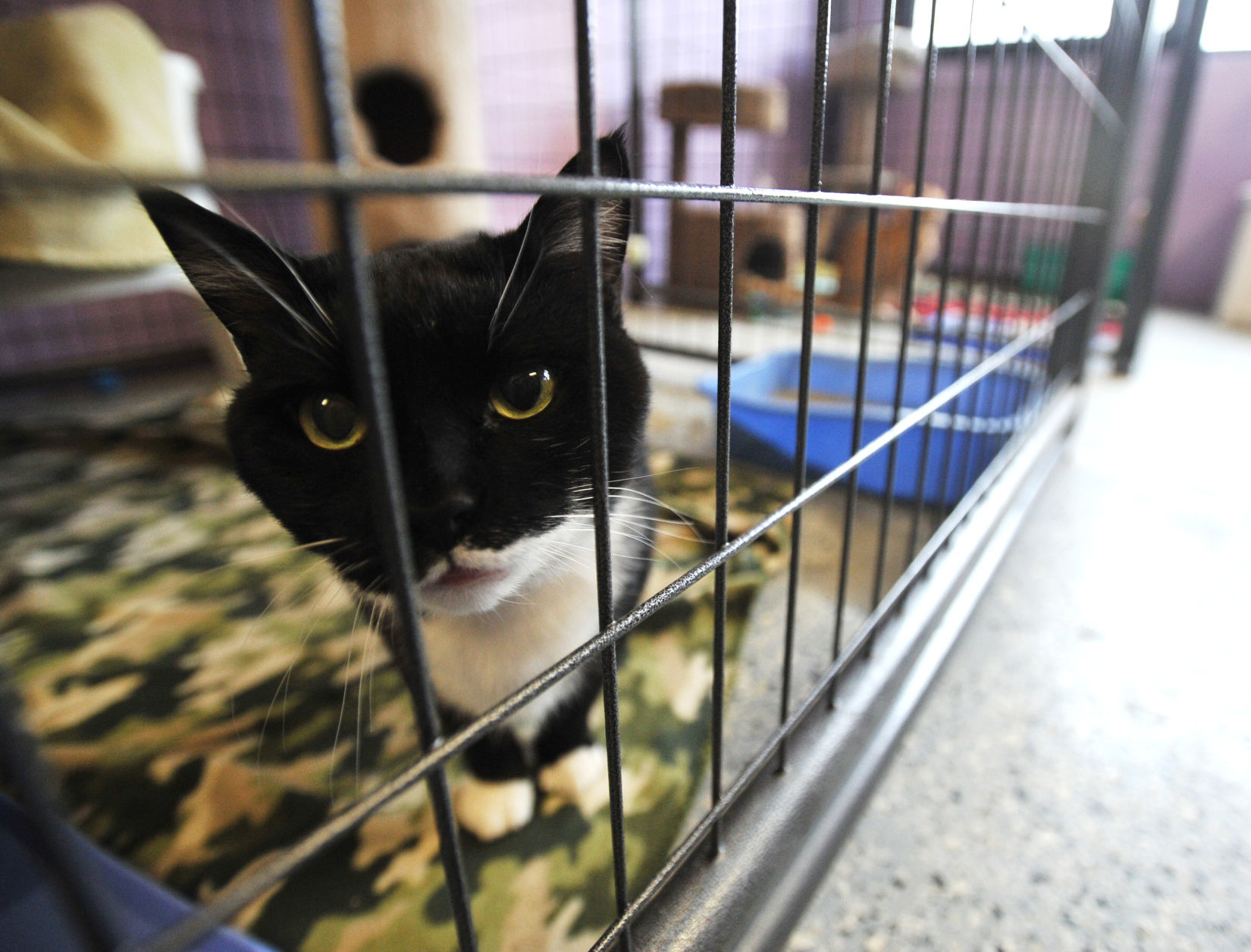 SAFE HARBOR HUMANE SOCIETY